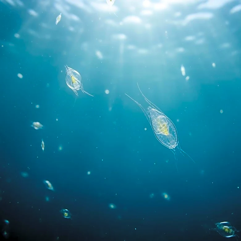 Scientists Highlight Missing Plankton in Climate Models, Impacting Ocean Carbon Cycle Predictions