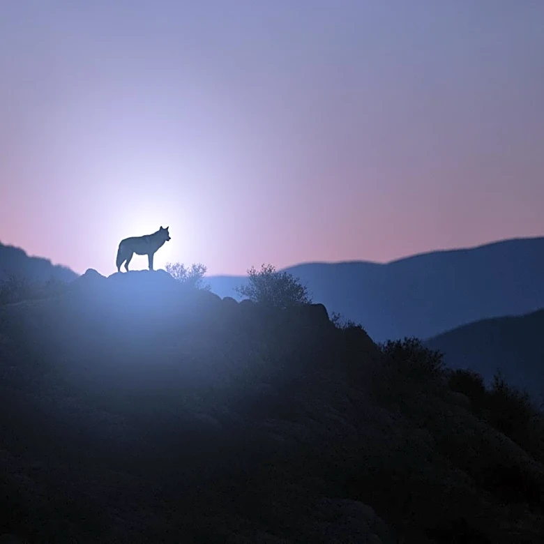 Historic Wolf Sighting in Los Angeles County After a Century