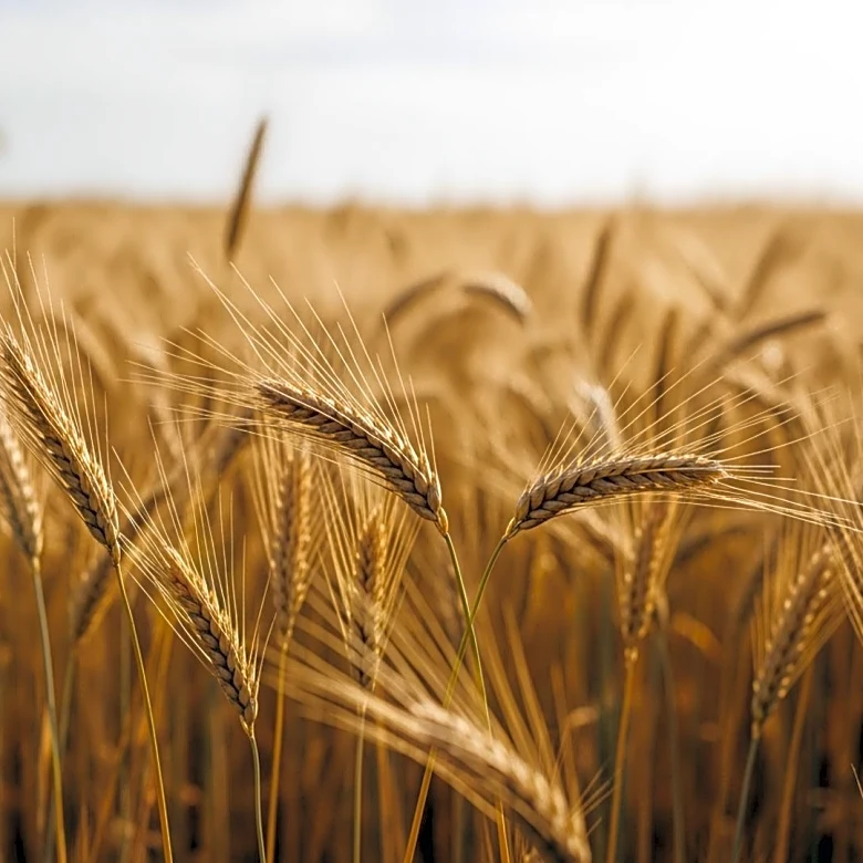 Union Agriculture Minister Assures Non-Discriminatory Support for Karnataka Farmers