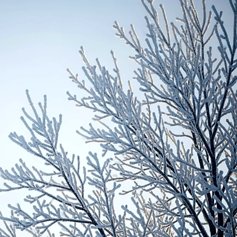 Arctic Blast Brings Dangerous Cold to Northeast U.S. with Wind Chills as Low as -15