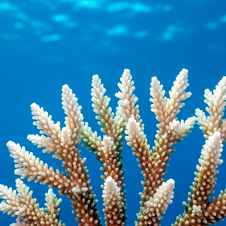 Coral Reefs Suffer Severe Damage During Global Bleaching Event