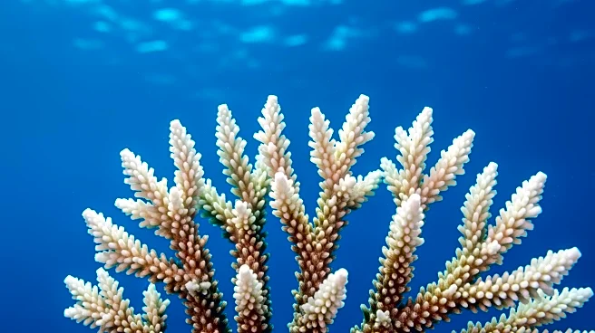 Coral Reefs Suffer Severe Damage During Global Bleaching Event