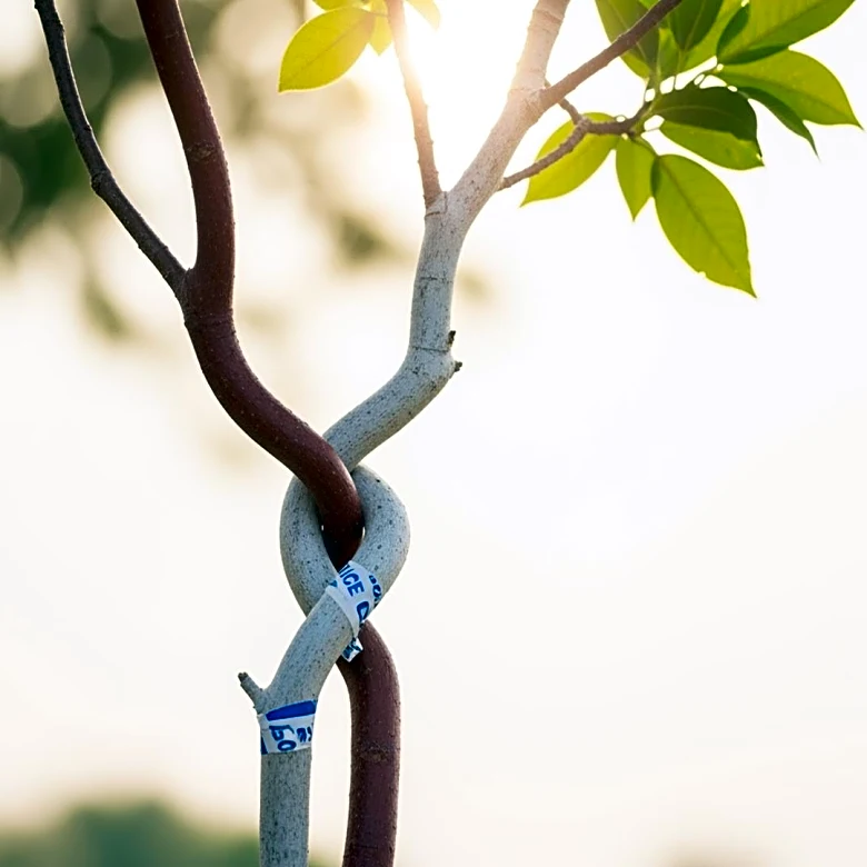 Dorothy Roberts Explores Interracial Relationships in 'The Mixed Marriage Project'