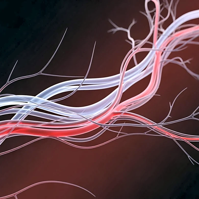 Study Reveals Vagal Mechanoreceptors' Role in Blood Volume Regulation