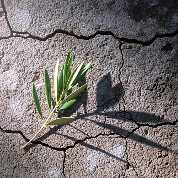 Iranian Protesters Appeal to President Trump Amidst Crackdown