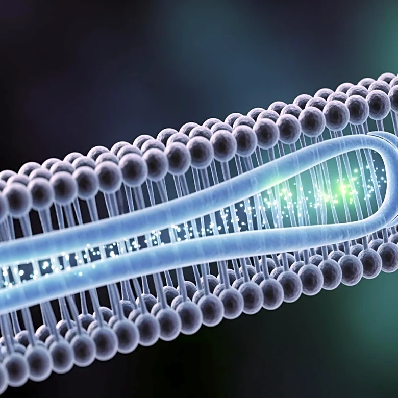 University of Massachusetts Amherst Researchers Uncover Leakiness in BK Channels Affecting Electrical Signaling
