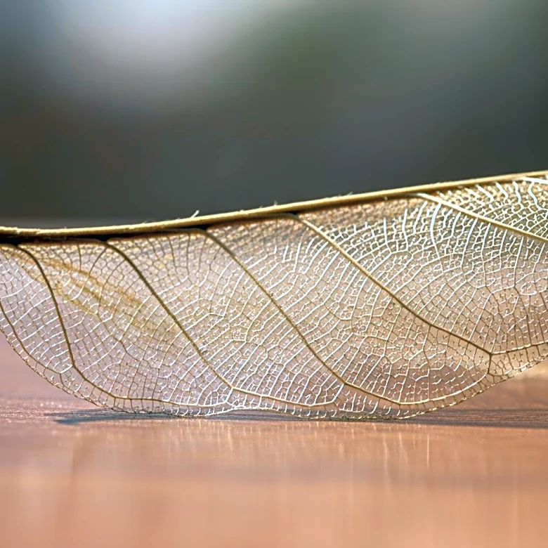 Hypermobility Discussed on Wellness Wednesday with Dr. Natalie Gentile