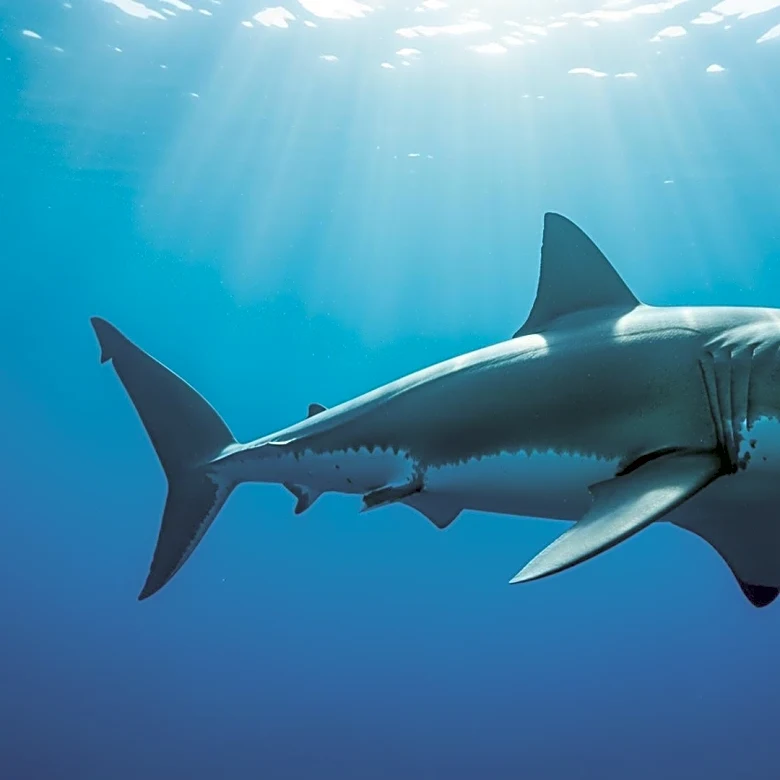 OCEARCH Tags Record-Setting Great White Shark Off North Carolina Coast