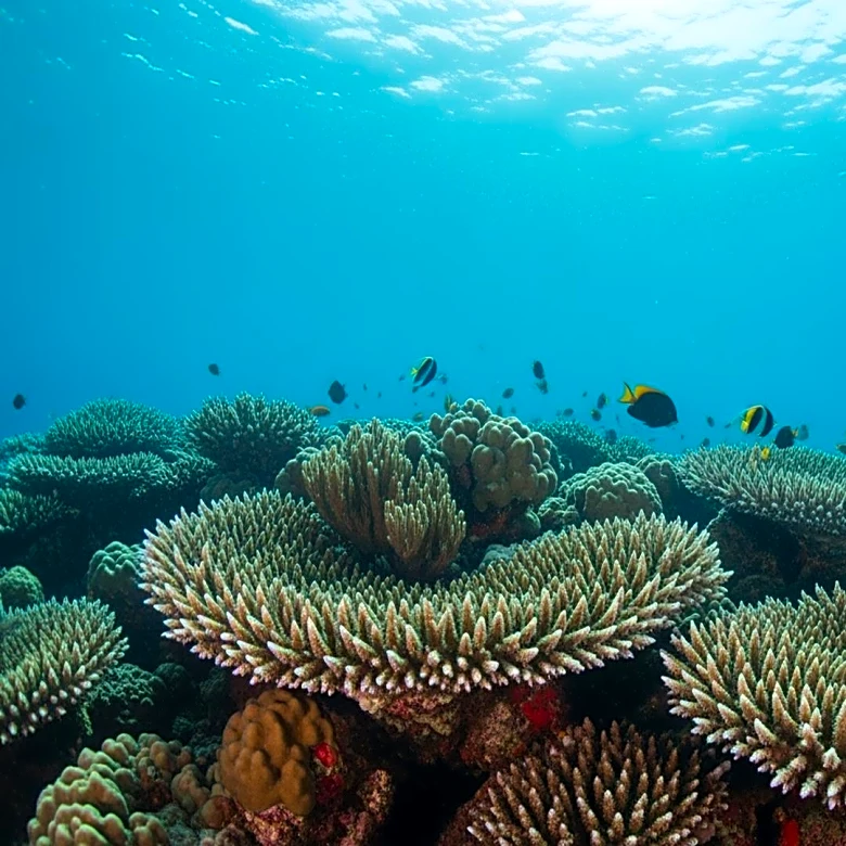 Guy Harvey Foundation and CCA Florida Partner for Conservation Education