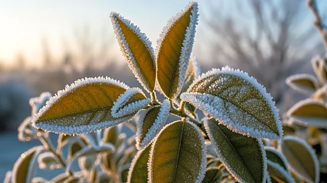 Deep Freeze in Central Florida Results in Over $1 Billion in Agricultural Losses