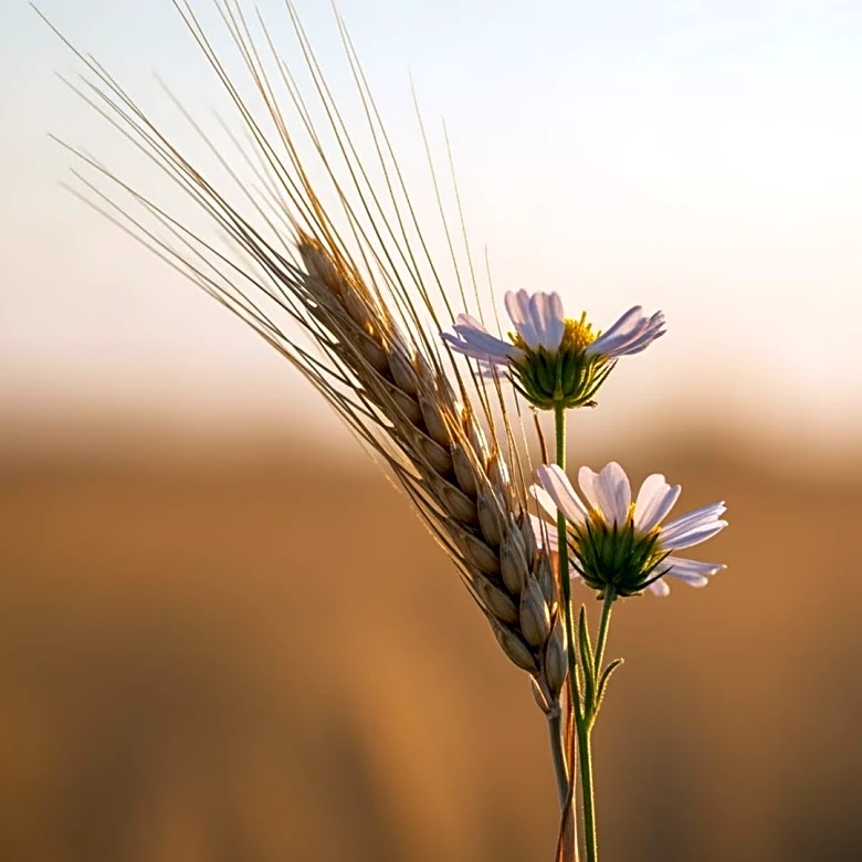 State Agriculture Officials Launch International Year of the Woman Farmer