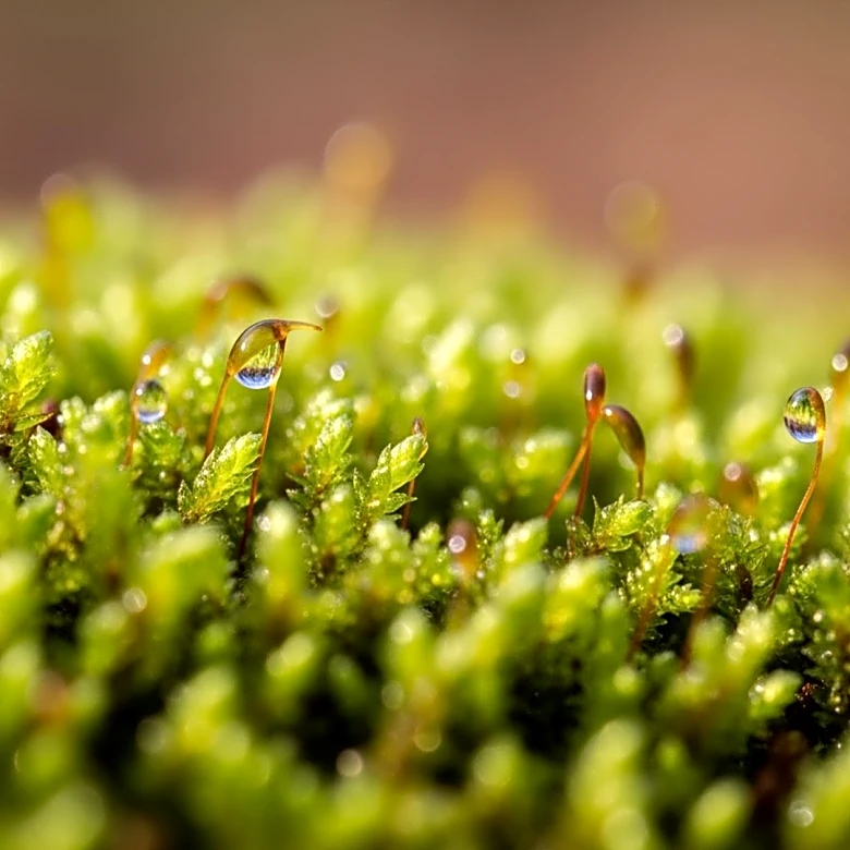 Exploring the Microscopic World of Moss: A Journey into Hidden Ecosystems