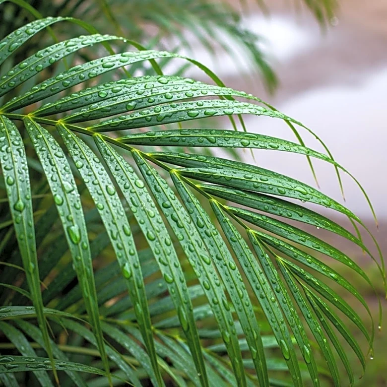 Potential Rainfall Offers Relief to South Florida Amid Drought Conditions