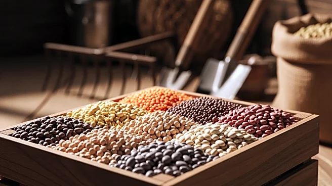 Indian Government Achieves Record Procurement of Pulses, Boosting Agricultural Infrastructure