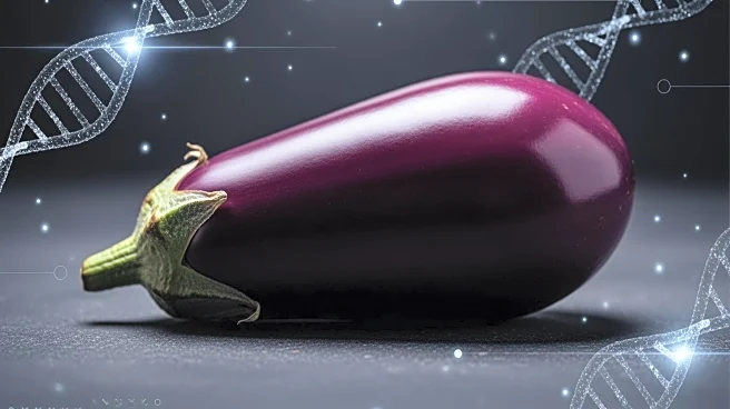 Genomic Study Reveals Hidden Traits in Eggplant, Enhancing Breeding Potential