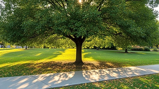 Los Angeles Residents Advocate for Less Pavement and More Shade Trees to Combat Heat