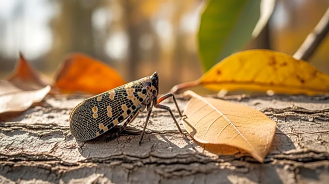 Ohio Department of Agriculture Expands Quarantine to Combat Spotted Lanternfly Threat