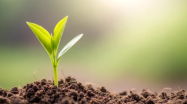 Israeli Study Finds Plant-Based Diets Safe for Infants with Proper Supervision