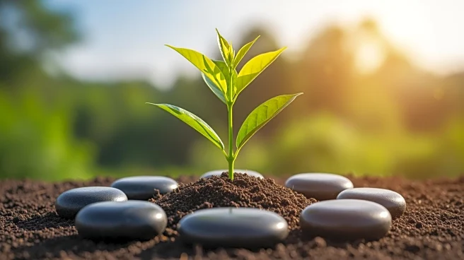 Black Communities Lead Climate Change Efforts with NAACP and The Solutions Project