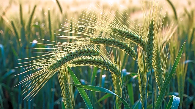 Alabama Agriculture Leaders Express Optimism Over New Farm Bill's Impact