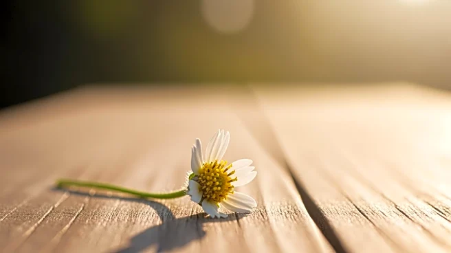 Former Miss Rodeo Colorado Addie Haynes Passes Away at Age 44 After Battle with Brain Cancer