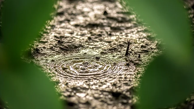 Florida Man Rescued from Quicksand-Like Mud After Valentine's Day Disappearance