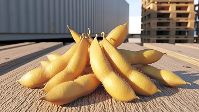 Brazil's Soybean Export Delays Highlight Logistical Challenges Amid Record Harvest
