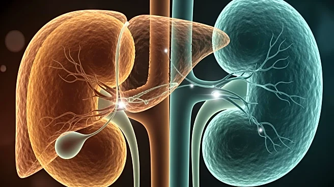 New Study Identifies FGL1 as Key in Liver-Kidney Crosstalk Affecting Kidney Fibrosis