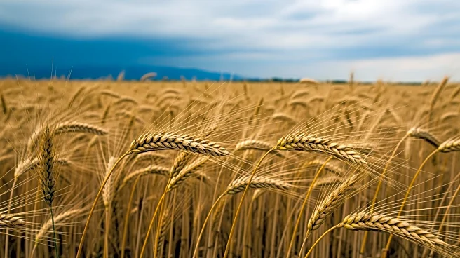 Agriculture Markets Brace for Impact Amid Iran Conflict