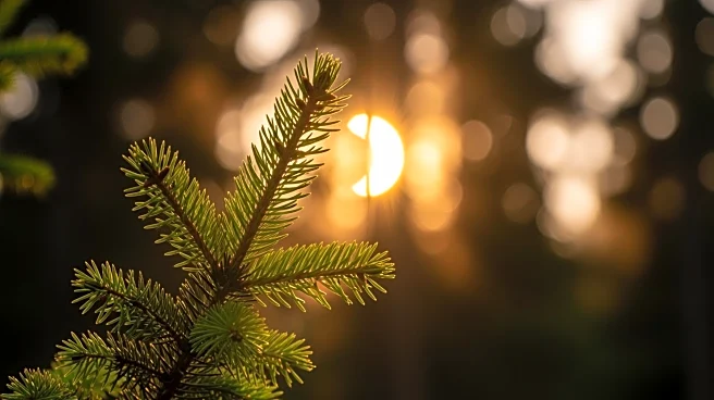 Debate Arises Over Spruce Trees' Alleged Prediction of Solar Eclipse