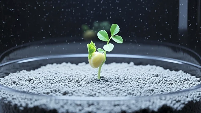 Researchers Successfully Grow Chickpeas in Simulated Lunar Soil, Advancing Space Agriculture