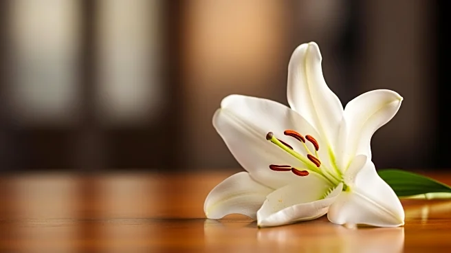 Colleen Hanabusa, Former U.S. Representative, Dies at 74