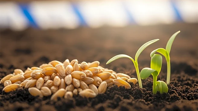 Nigerian Researcher Develops Biological Pathway to Enhance Cereal Production