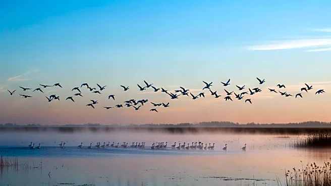 Snow Geese Migration Brings Two Million Birds to Missouri