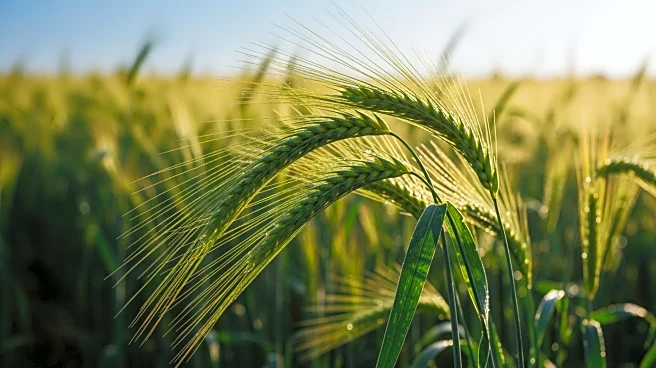 Punjab Finance Minister Unveils Major Agricultural Budget for Sustainable Farming