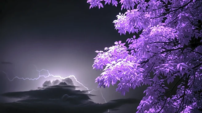 Meteorologists Confirm Trees Emit Ultraviolet Light During Thunderstorms