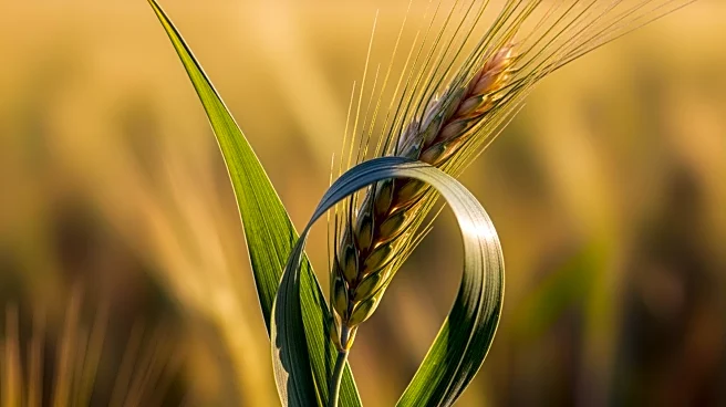UN Declares 2026 as International Year of the Woman Farmer to Address Gender Inequality in Agriculture