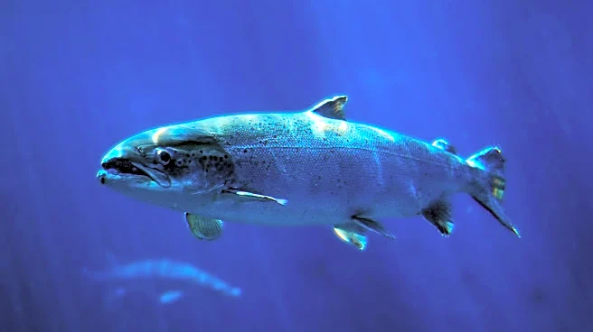 Omega-3 Fish Oil Supplements Significantly Reduce Cardiovascular Events in Dialysis Patients