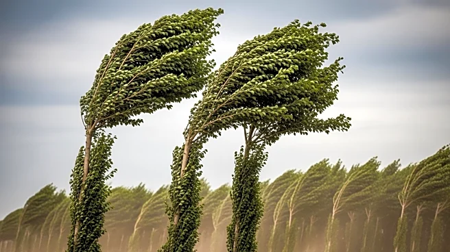 Chicago Braces for Damaging Winds Up to 60 mph