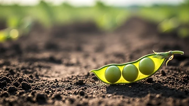 Supreme Court of India Urges Government to Promote Pulse Cultivation to Support Farmers