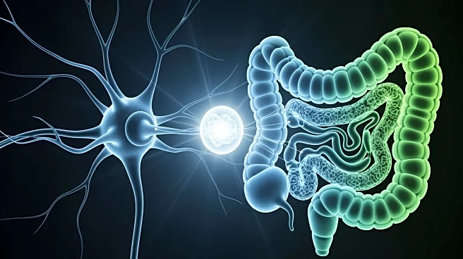 Researchers Explore Gut-Brain Link in Alzheimer's Disease, Highlighting Butyrate's Potential