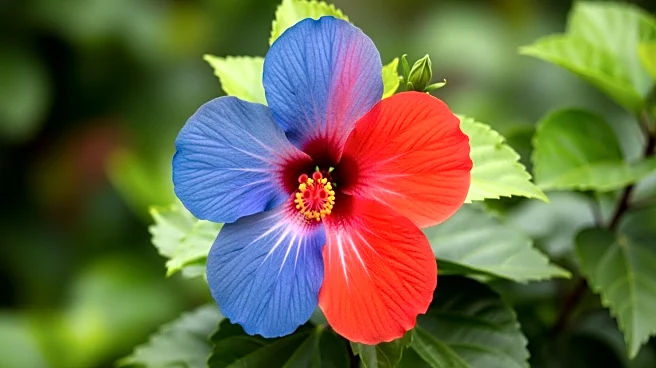 Hawaii State Representative Elle Cochran Switches from Democratic to Republican Party Amid Calls for Stronger Advocacy