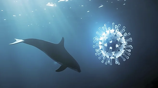 H5N1 Virus Causes Massive Deaths Among Marine Mammals in South America