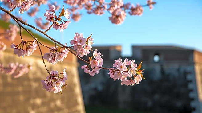 Fort McHenry Prepares for Cherry Blossom Season with Anticipated Peak Bloom