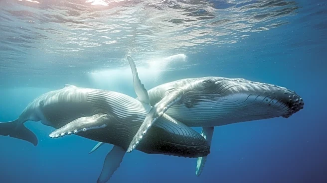 Sperm Whales' Headbutting Behavior Captured on Camera for the First Time