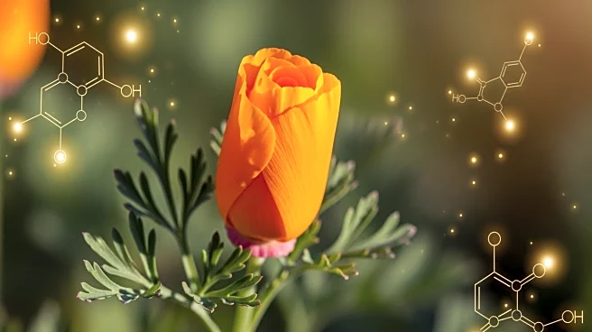 Study Reveals Evolutionary Insights into California Poppy's Alkaloids
