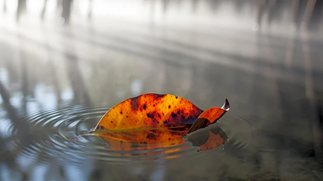 Bangladeshi Artist Soma Surovi Jannat Highlights Climate Impact on Sundarbans in New Exhibition