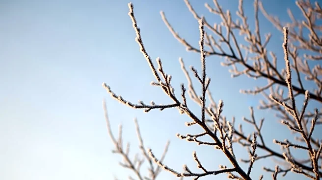 New York Prepares for Cold Weekend Before Spring Warmup