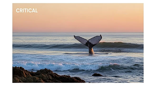 Stranded Whale Off Germany's Coast Swims to Freedom After Rescue Efforts