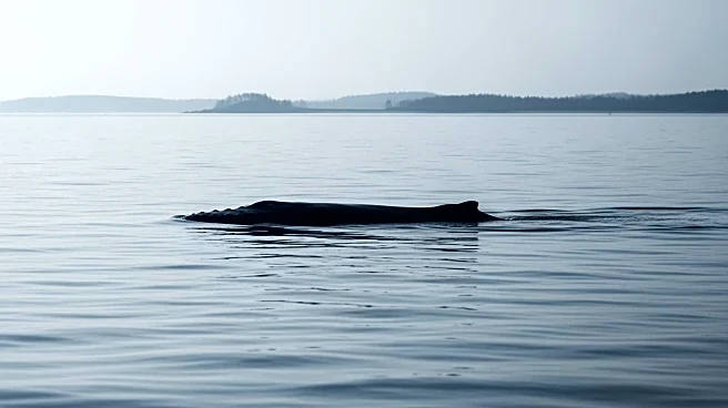 Humpback Whale Stranded Again in Baltic Sea After Rescue